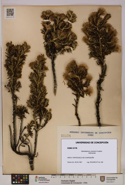 Diplostephium cinereum [Espécimen: UDEC:CONC:0031178]