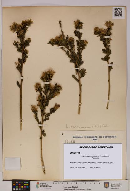 Lophopappus tarapacanus [Espécimen: UDEC:CONC:0031185]