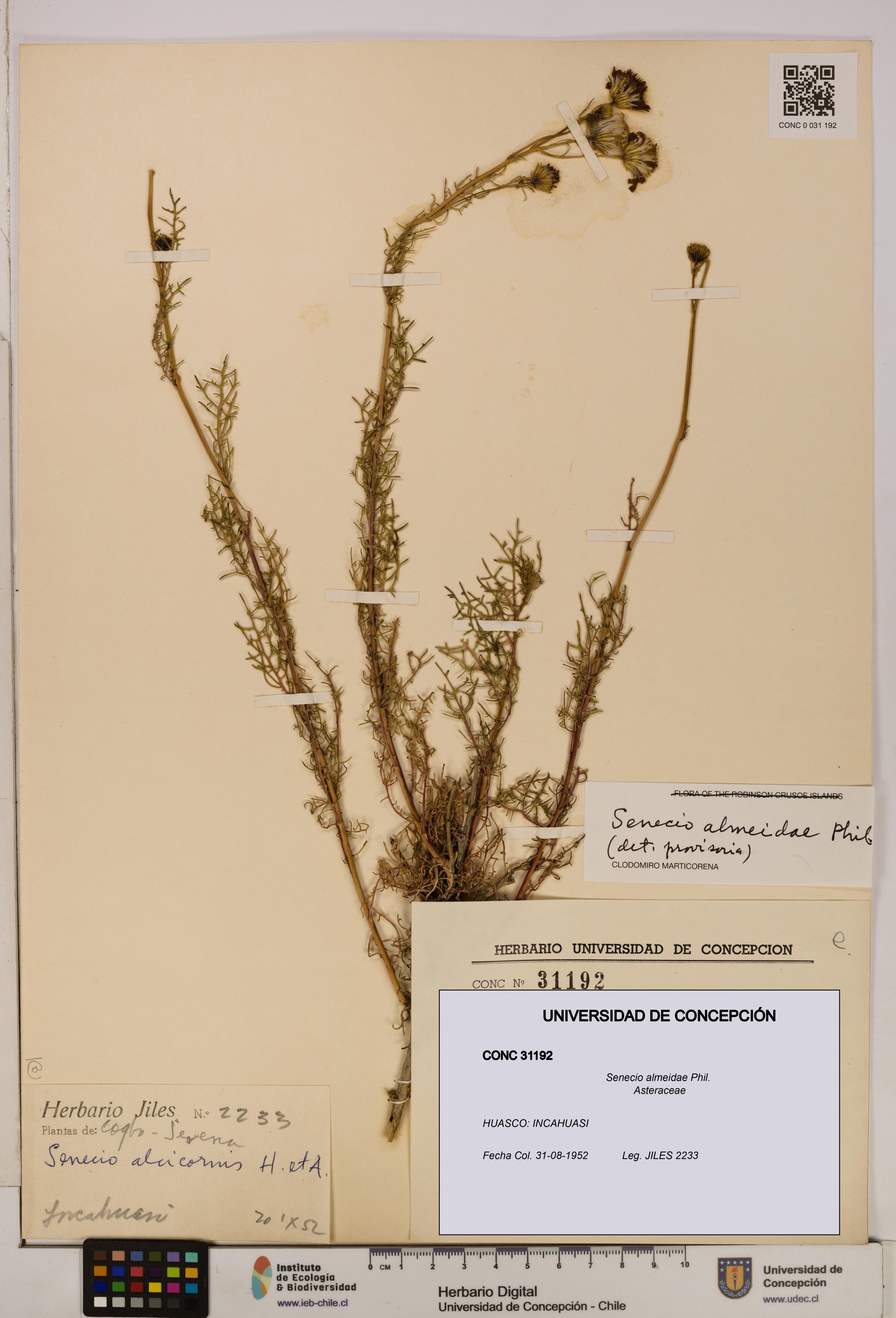 Senecio almeidae [Espécimen: UDEC:CONC:0031192]