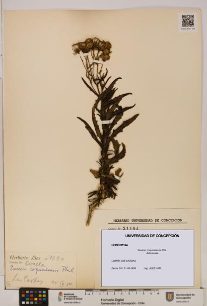Senecio coquimbensis [Espécimen: UDEC:CONC:0031194]
