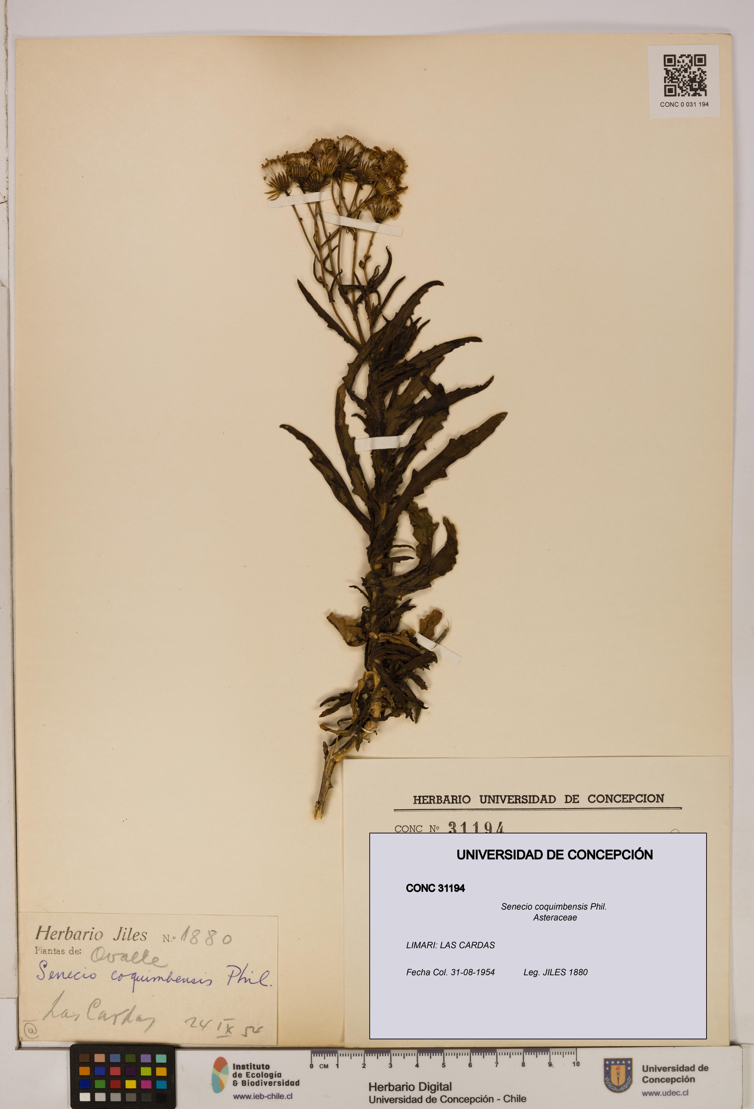 Senecio coquimbensis [Espécimen: UDEC:CONC:0031194]