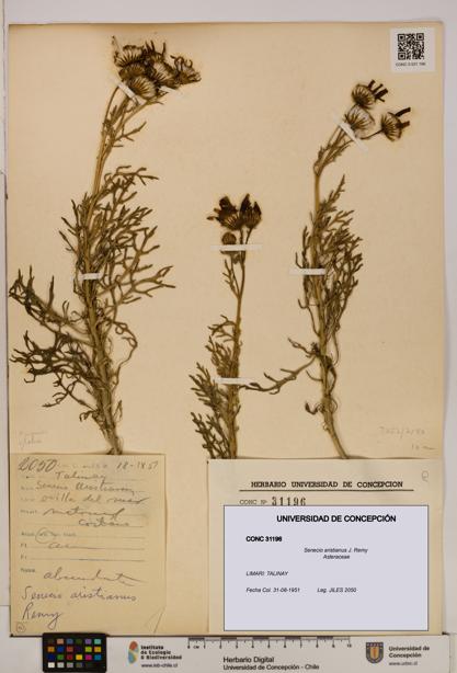 Senecio aristianus [Espécimen: UDEC:CONC:0031196]