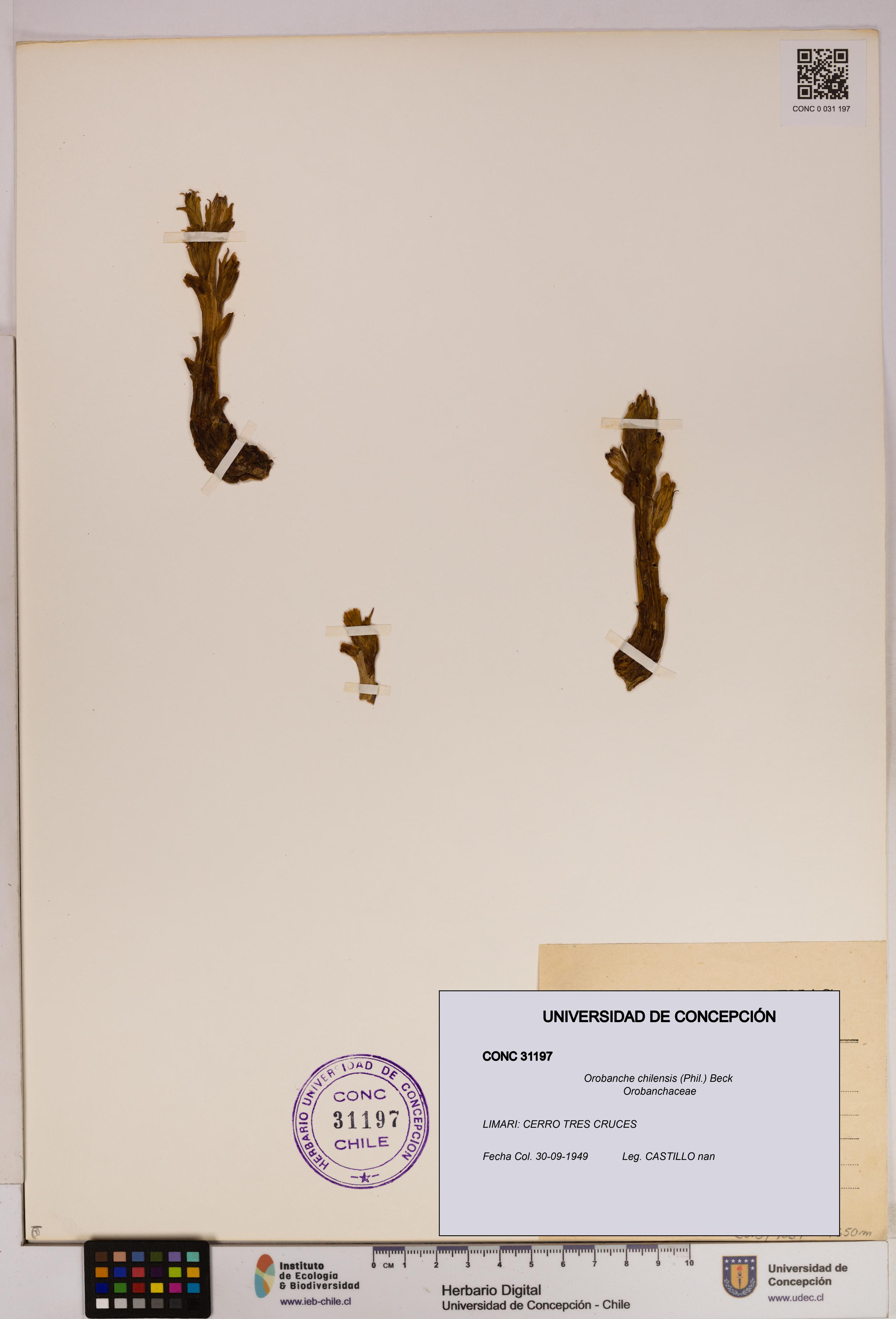Orobanche chilensis [Espécimen: UDEC:CONC:0031197]