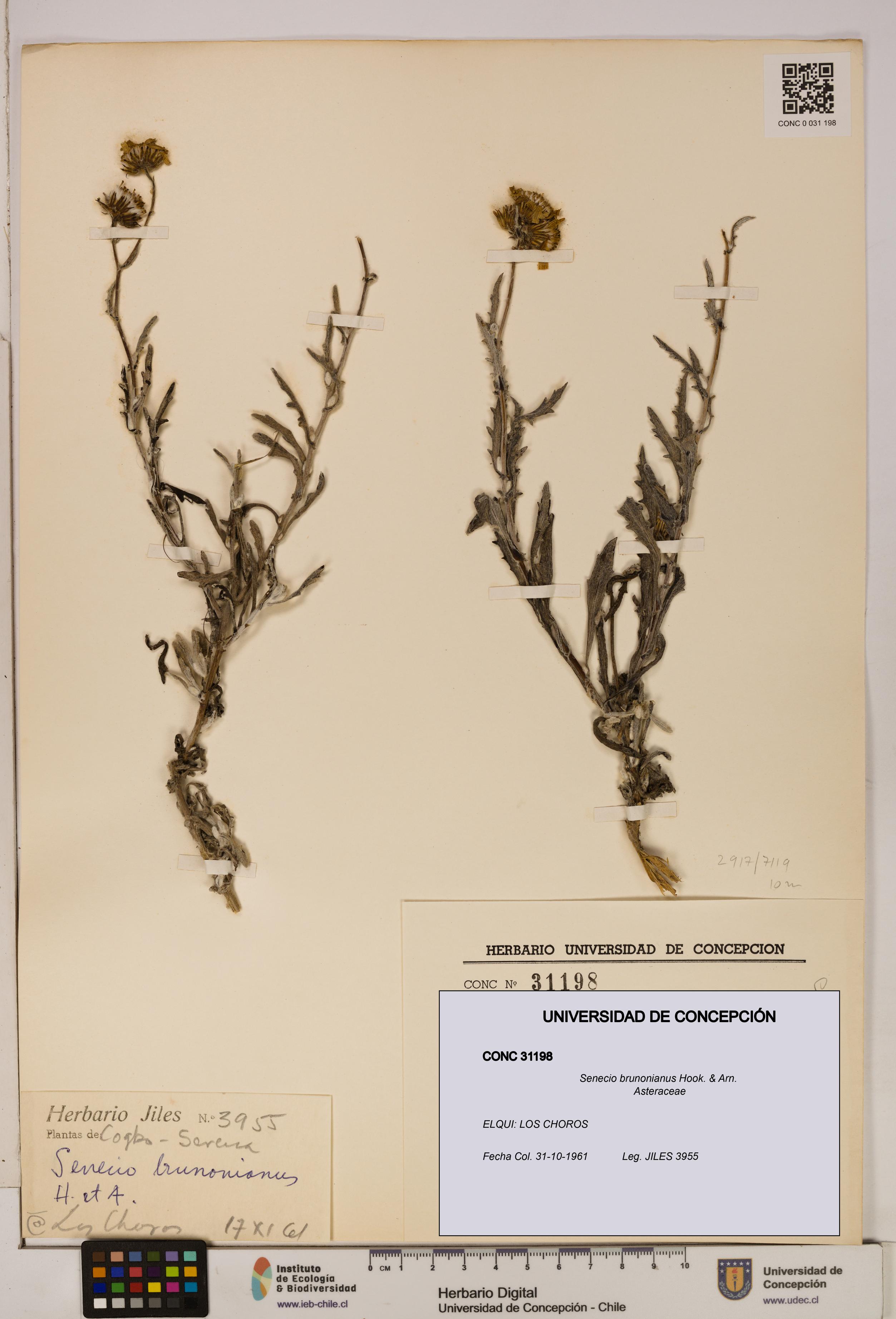 Senecio brunonianus [Espécimen: UDEC:CONC:0031198]