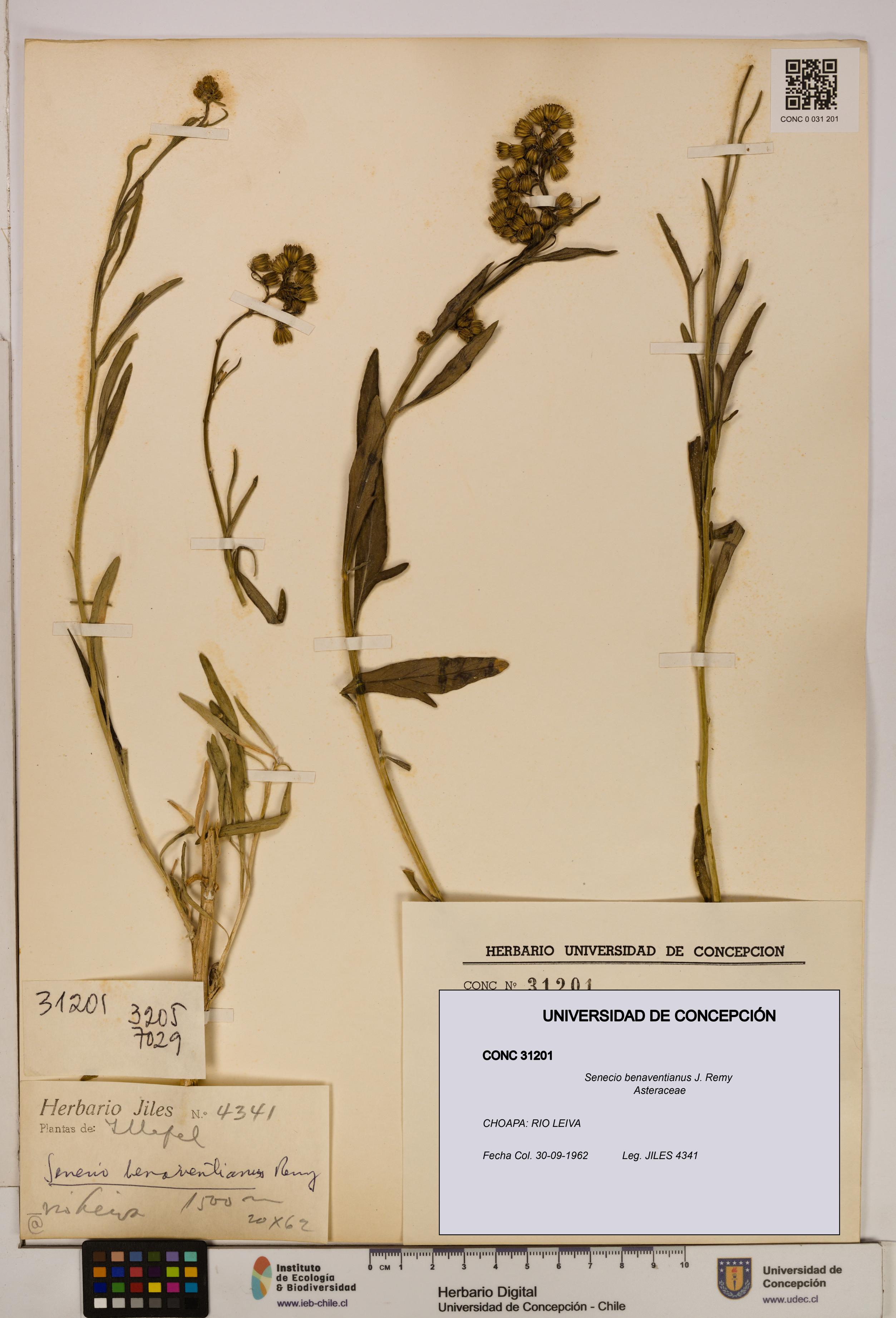 Senecio benaventianus [Espécimen: UDEC:CONC:0031201]