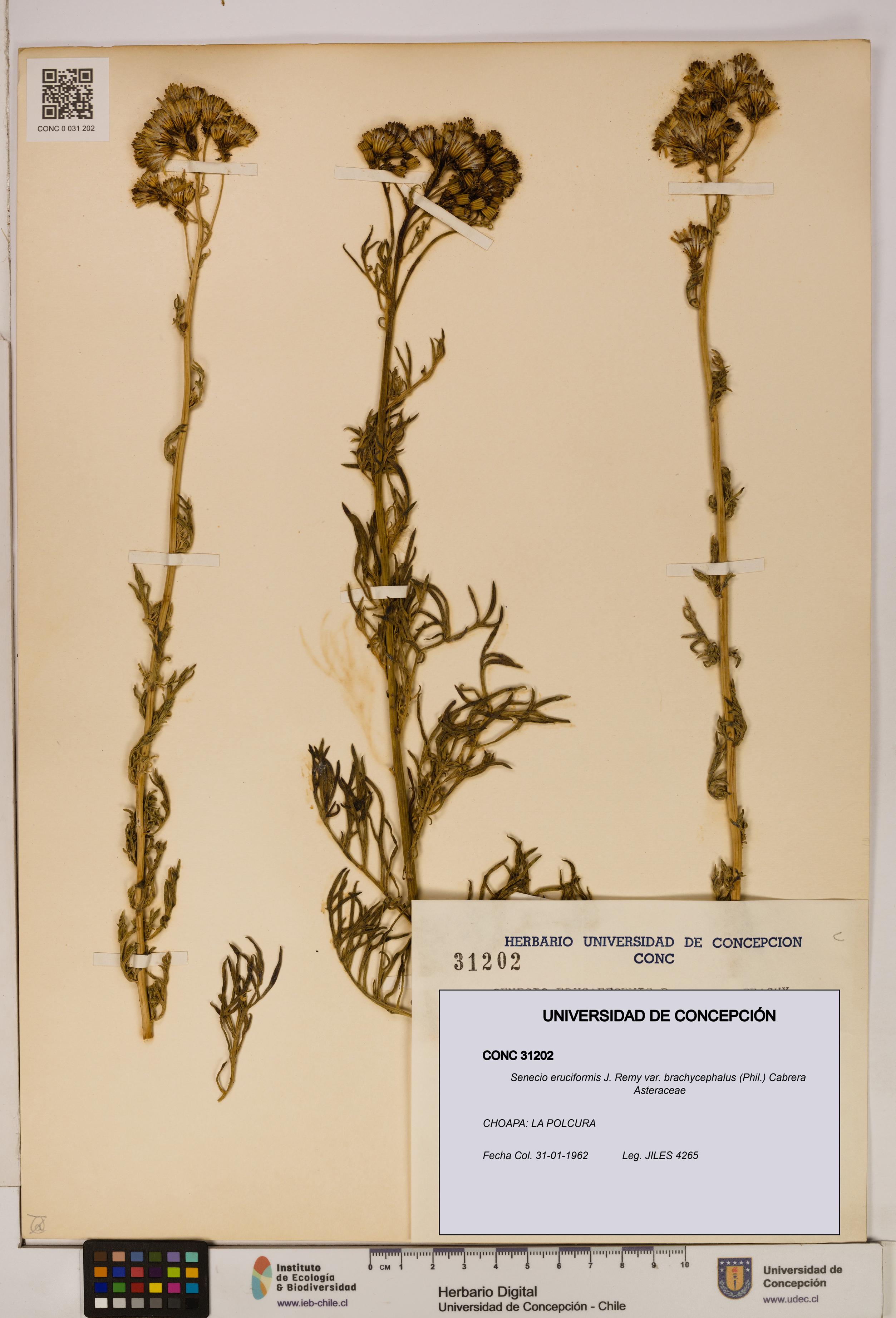 Senecio eruciformis var. brachycephalus [Espécimen: UDEC:CONC:0031202]