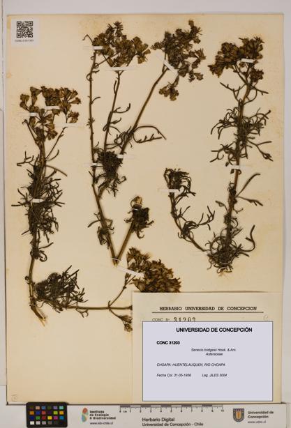 Senecio bridgesii [Espécimen: UDEC:CONC:0031203]