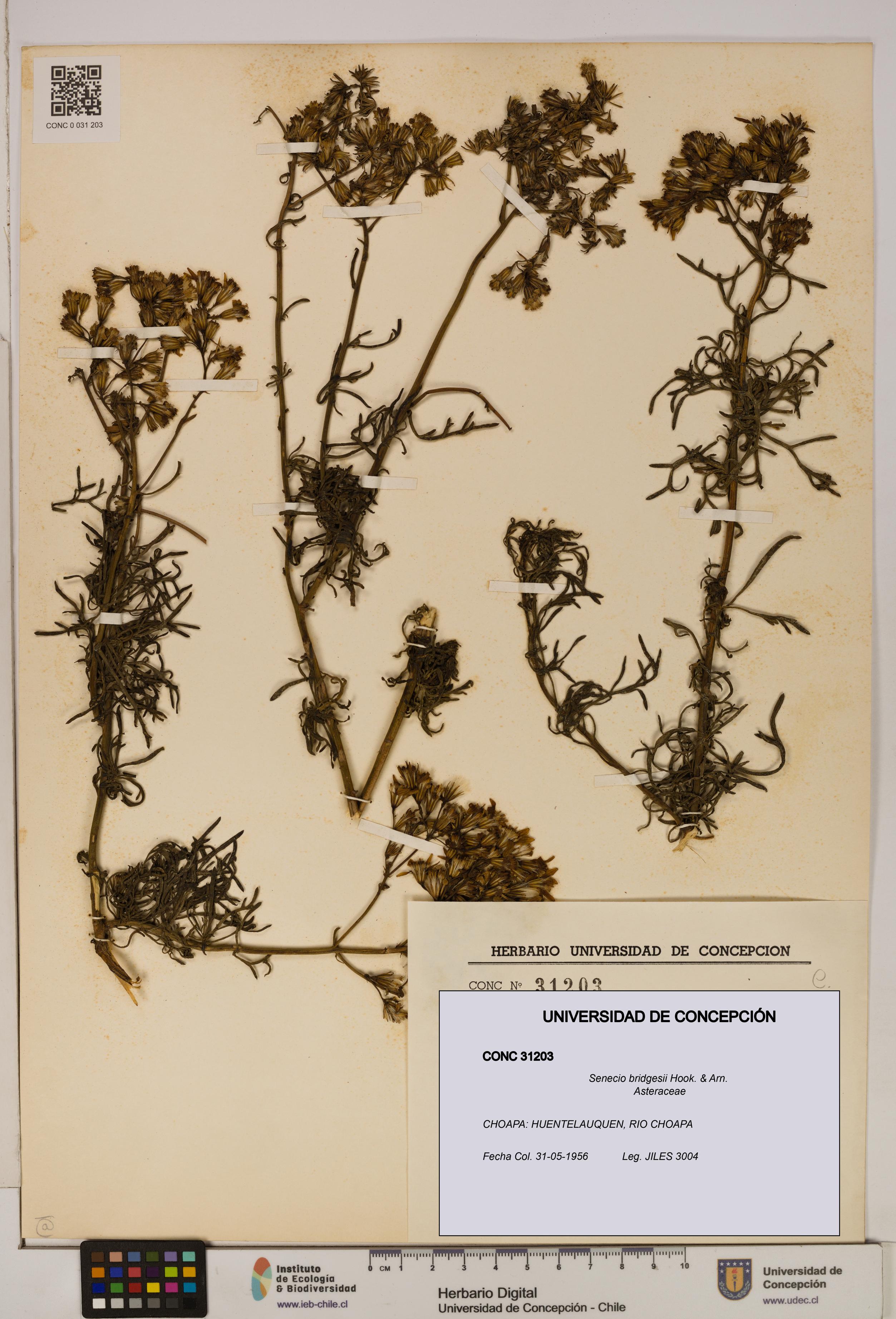 Senecio bridgesii [Espécimen: UDEC:CONC:0031203]