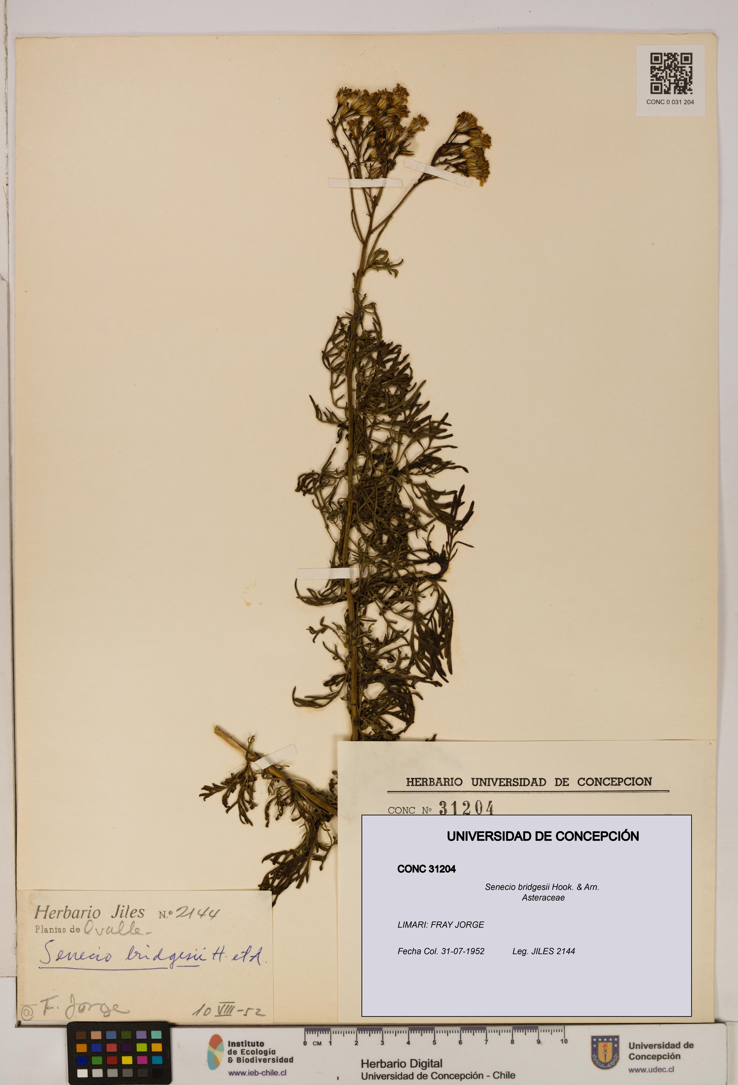 Senecio bridgesii [Espécimen: UDEC:CONC:0031204]