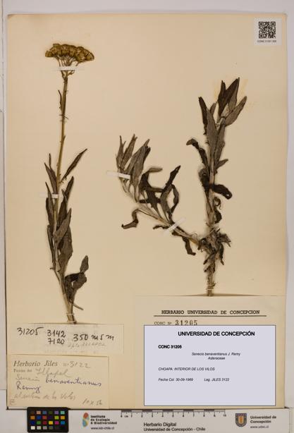 Senecio benaventianus [Espécimen: UDEC:CONC:0031205]