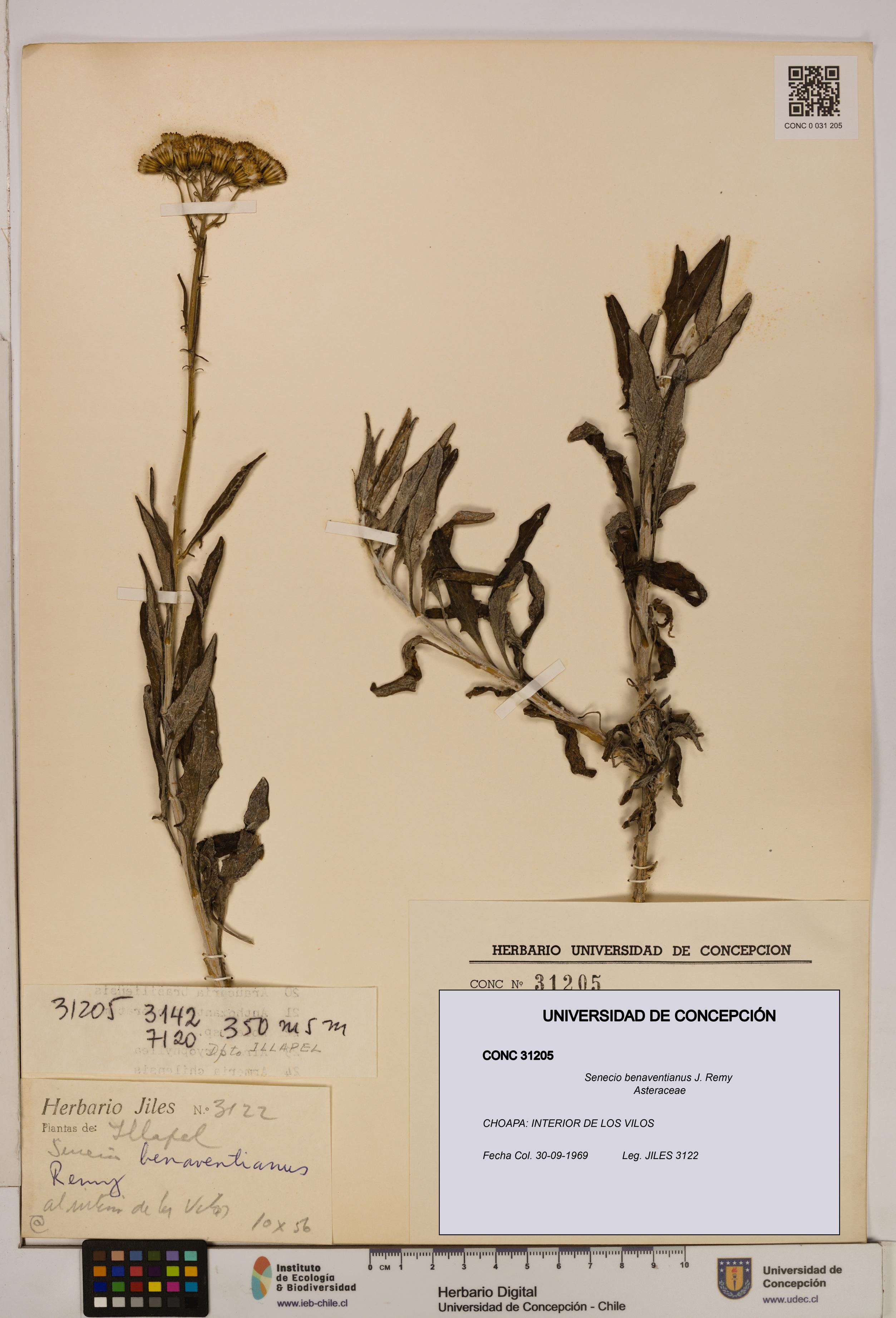 Senecio benaventianus [Espécimen: UDEC:CONC:0031205]