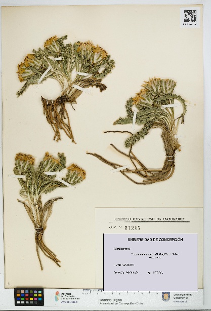 Perezia carthamoides [Espécimen: UDEC:CONC:0031207]