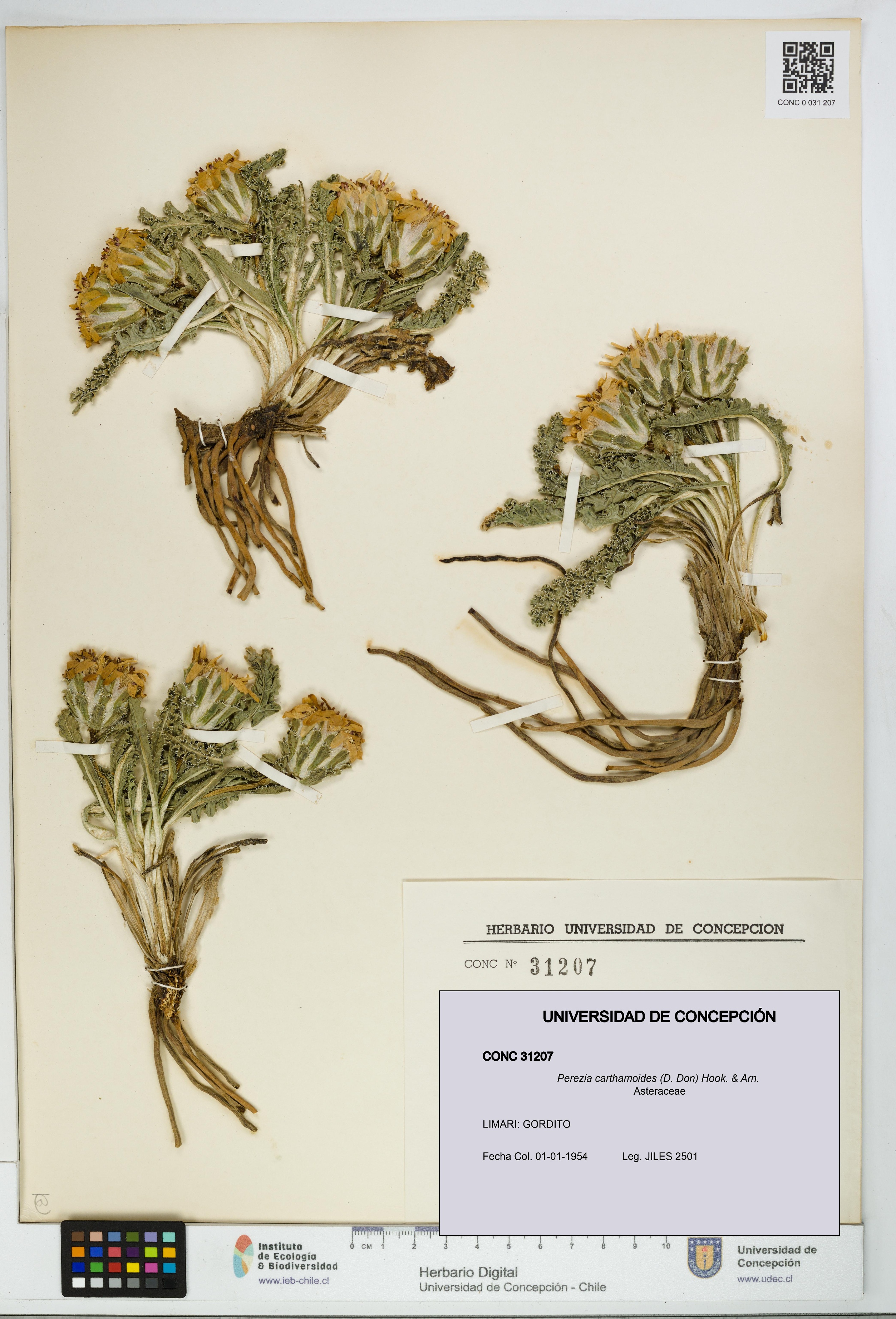 Perezia carthamoides [Espécimen: UDEC:CONC:0031207]