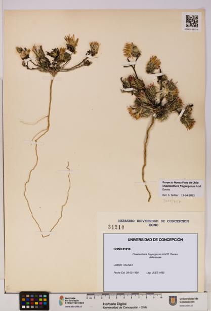 Chaetanthera frayjorgensis [Espécimen: UDEC:CONC:0031210]