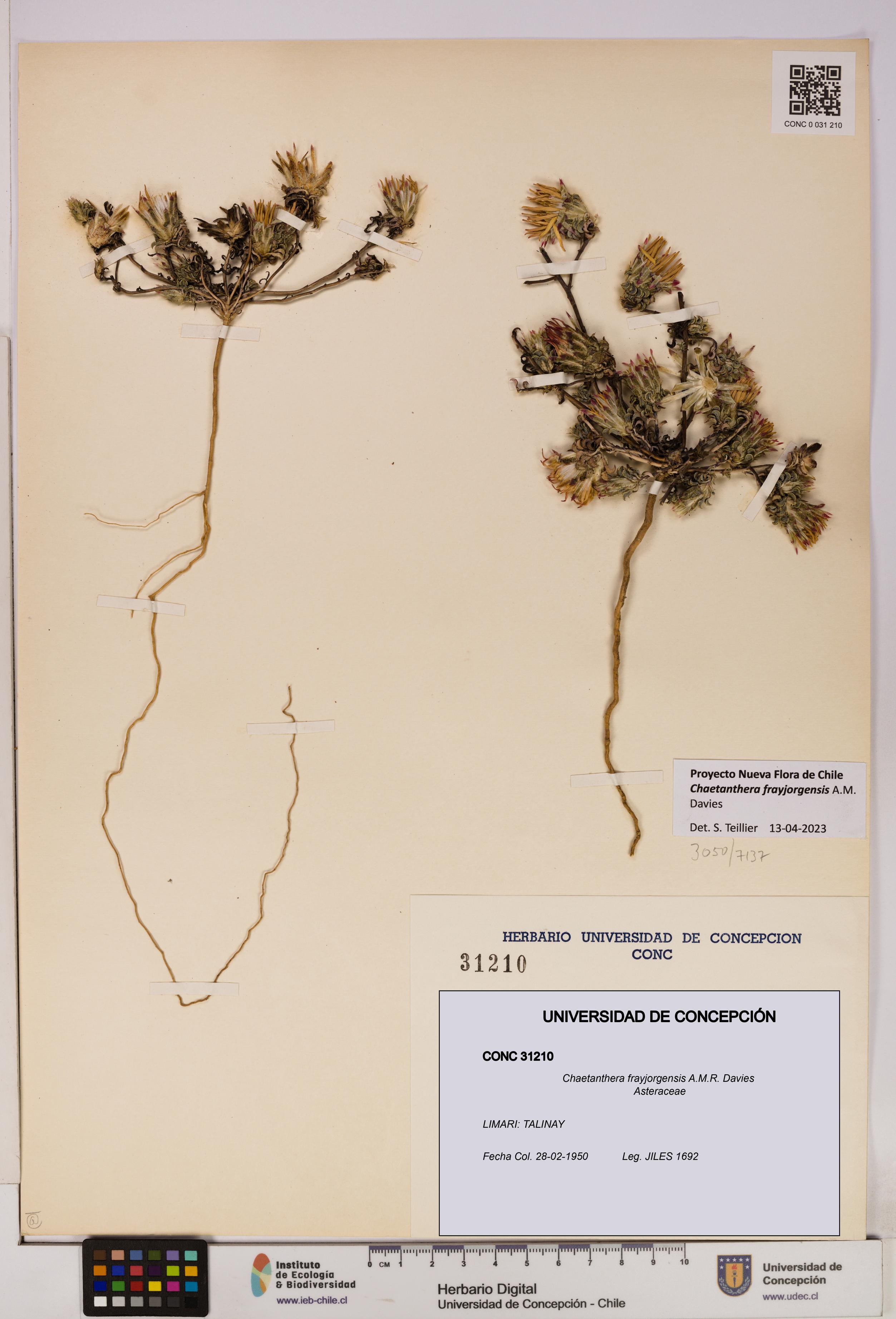 Chaetanthera frayjorgensis [Espécimen: UDEC:CONC:0031210]
