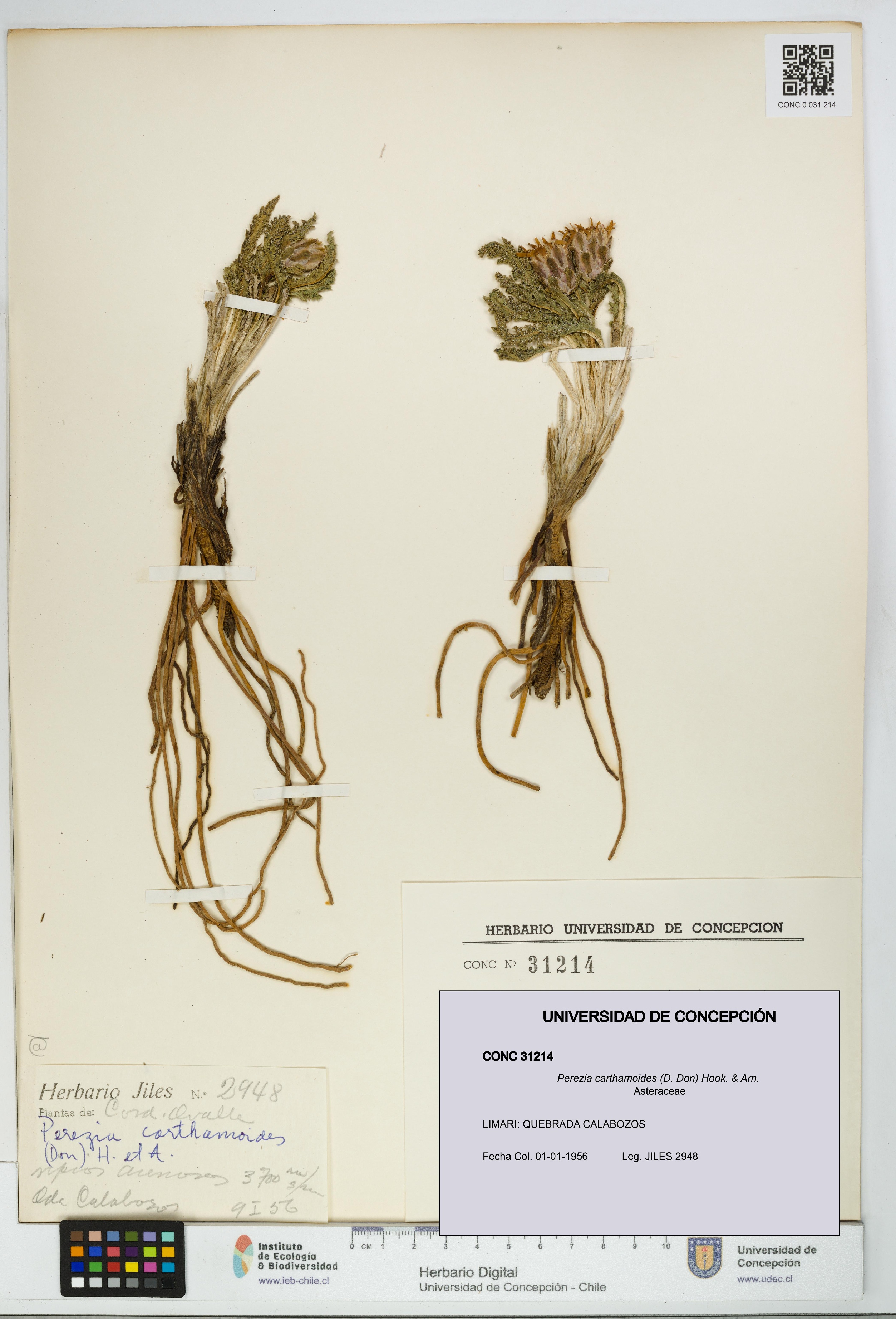 Perezia carthamoides [Espécimen: UDEC:CONC:0031214]