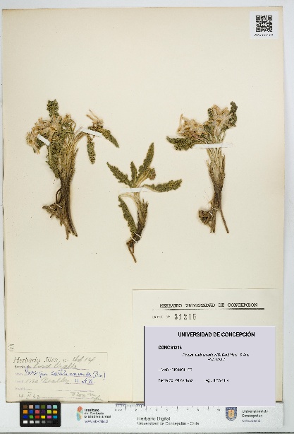 Perezia carthamoides [Espécimen: UDEC:CONC:0031215]