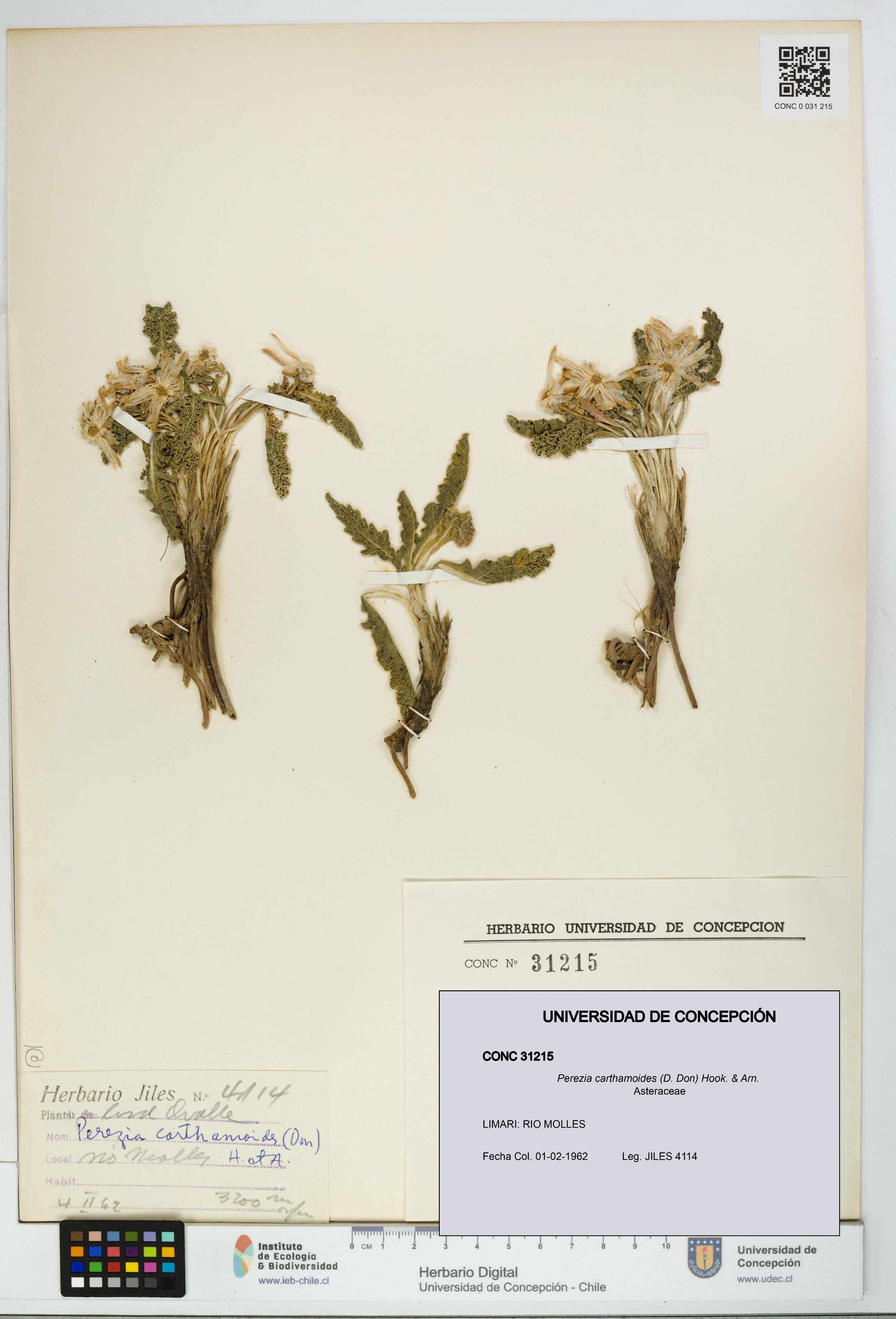 Perezia carthamoides [Espécimen: UDEC:CONC:0031215]