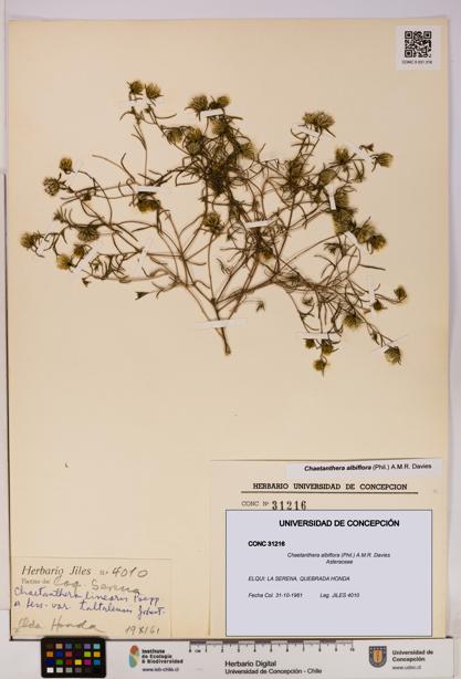 Chaetanthera albiflora [Espécimen: UDEC:CONC:0031216]