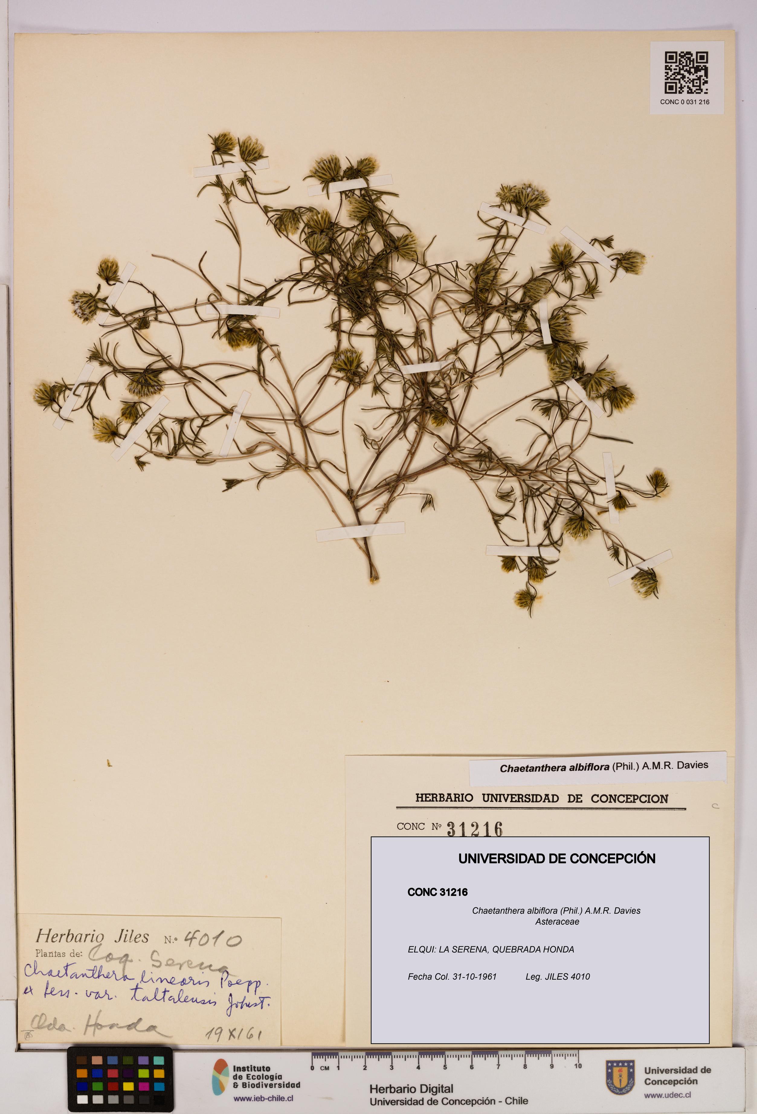 Chaetanthera albiflora [Espécimen: UDEC:CONC:0031216]