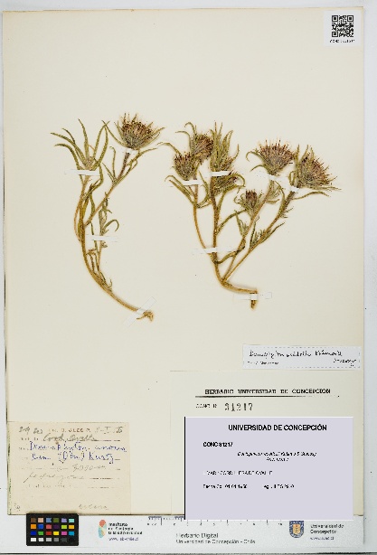 Doniophyton weddellii [Espécimen: UDEC:CONC:0031217]