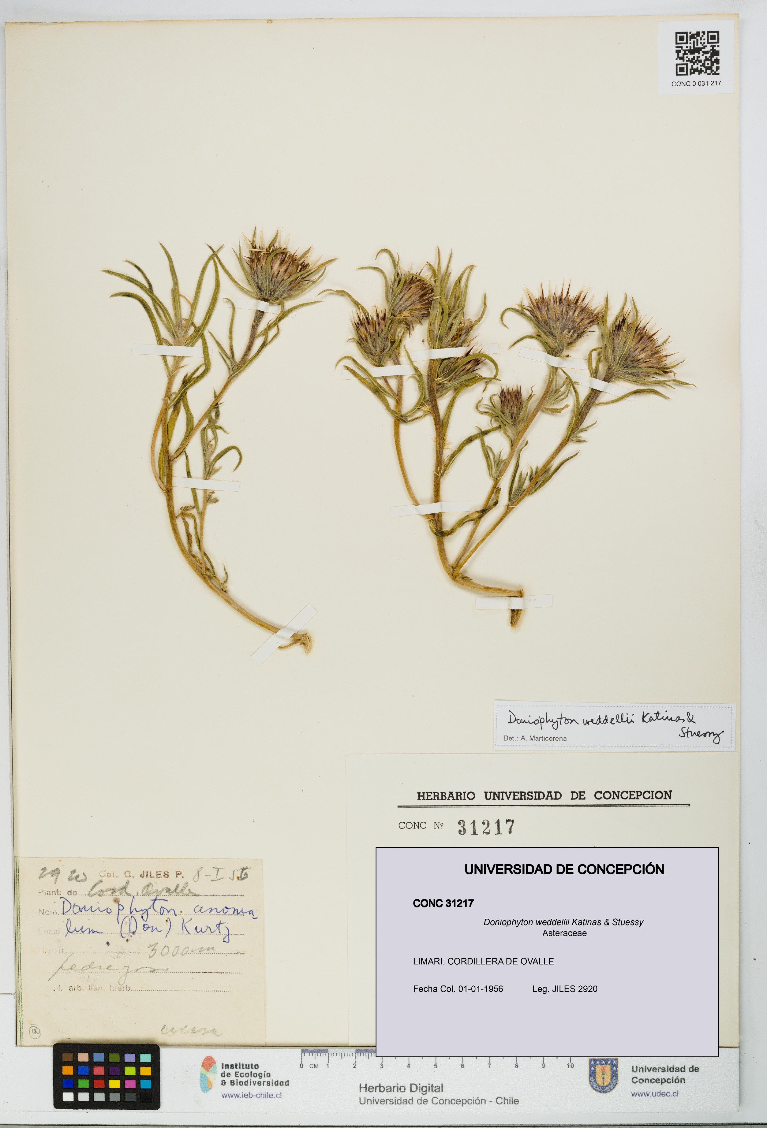 Doniophyton weddellii [Espécimen: UDEC:CONC:0031217]
