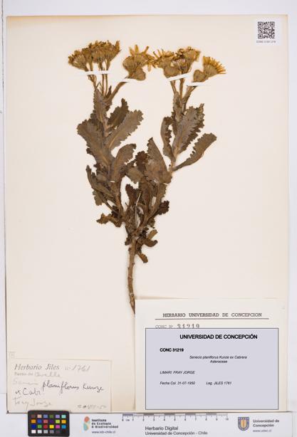 Senecio planiflorus [Espécimen: ]