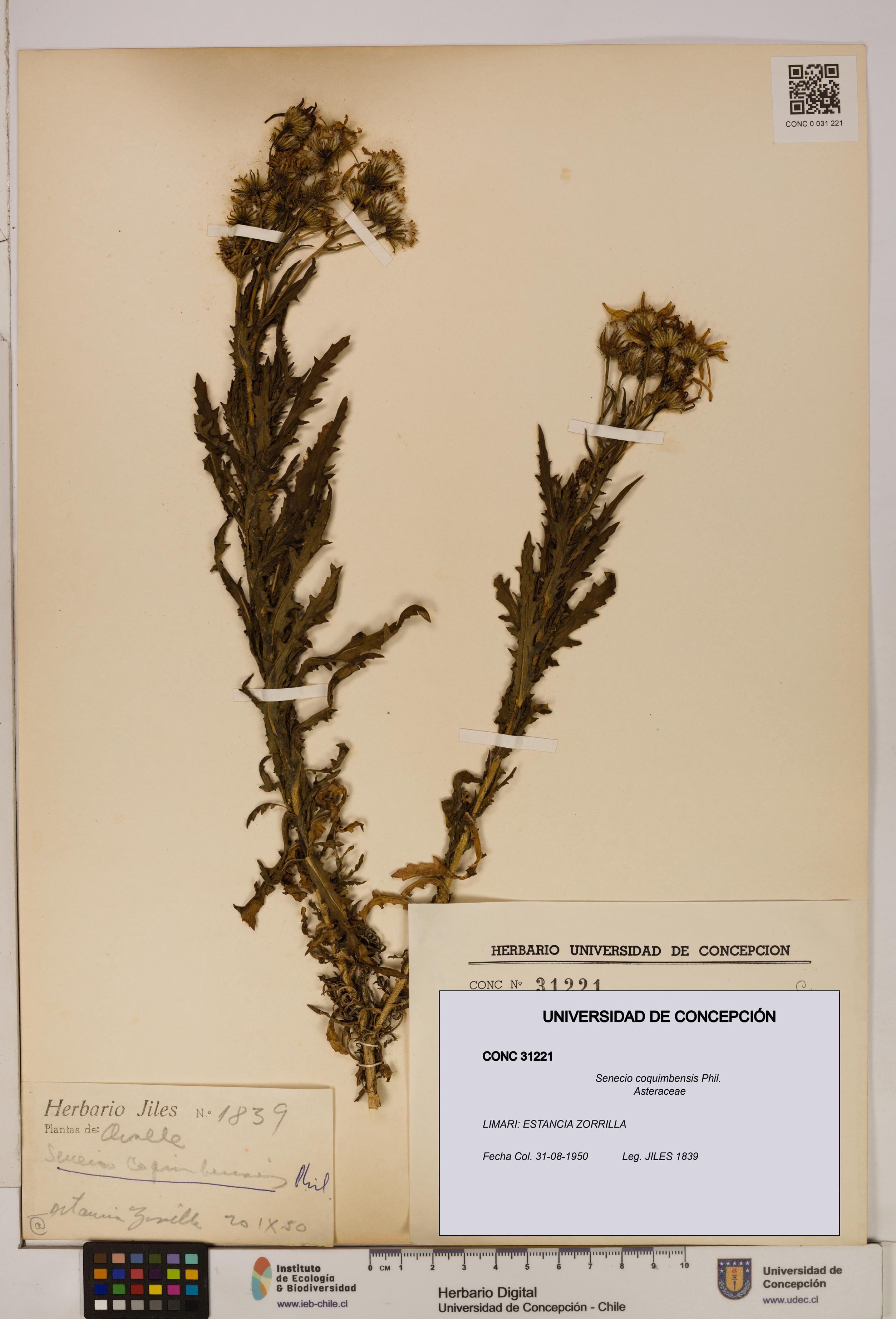 Senecio coquimbensis [Espécimen: UDEC:CONC:0031221]