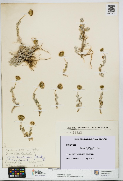 Senecio tinctolobus [Espécimen: UDEC:CONC:0031223]