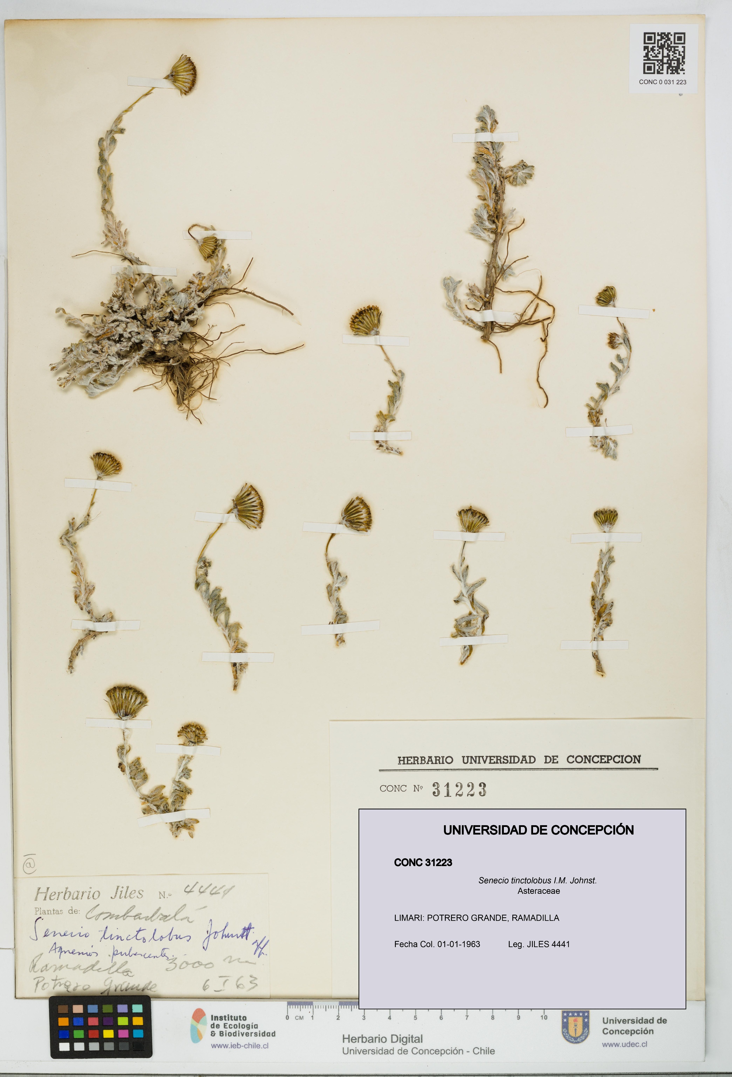 Senecio tinctolobus [Espécimen: UDEC:CONC:0031223]
