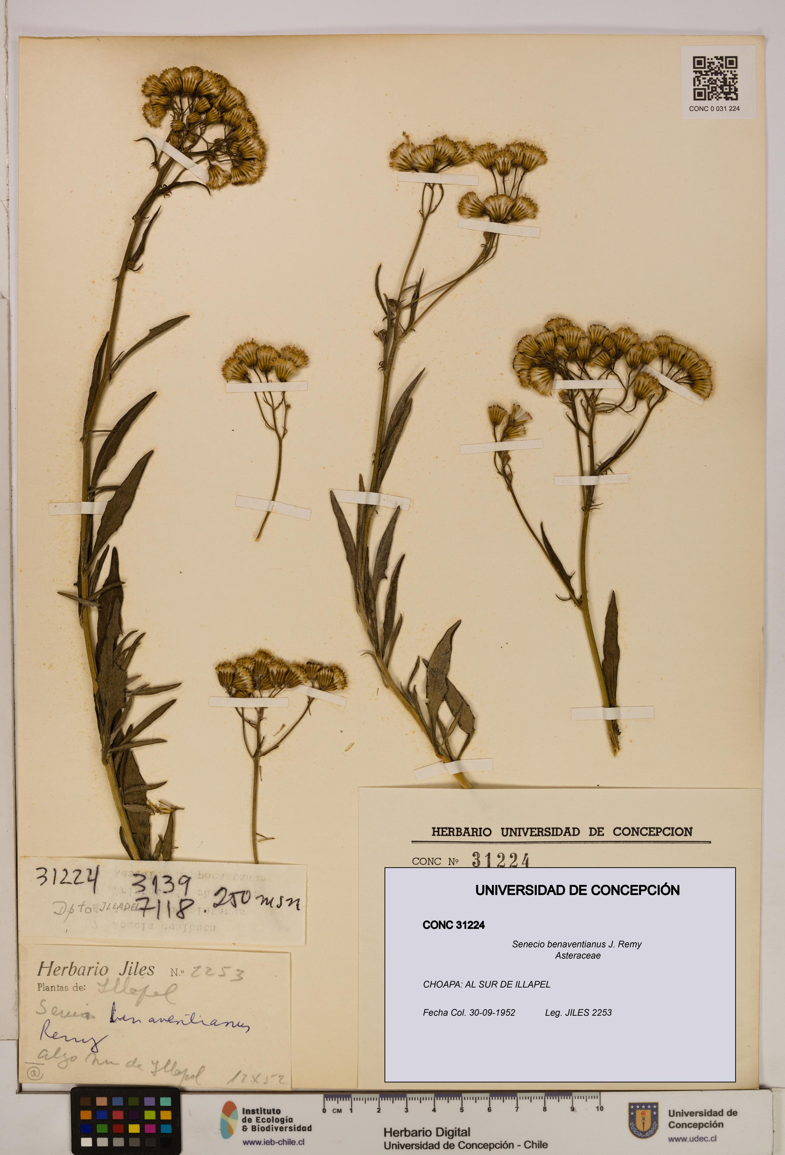 Senecio benaventianus [Espécimen: UDEC:CONC:0031224]