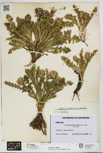 Perezia carthamoides [Espécimen: UDEC:CONC:0031225]