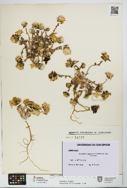 Chaetanthera splendens [Espécimen: UDEC:CONC:0031227]