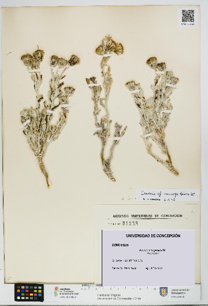 Senecio micropifolius [Espécimen: UDEC:CONC:0031228]