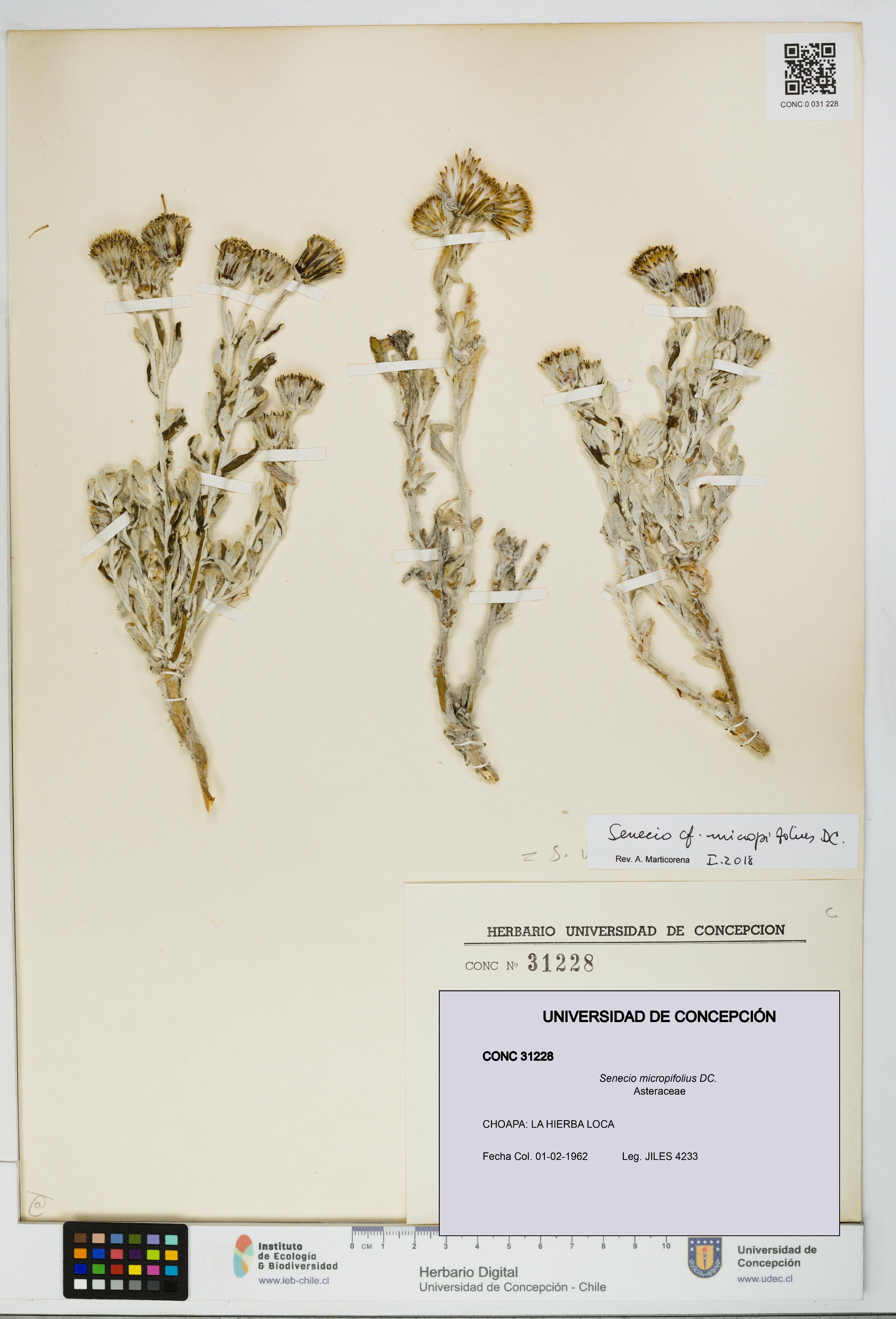 Senecio micropifolius [Espécimen: UDEC:CONC:0031228]