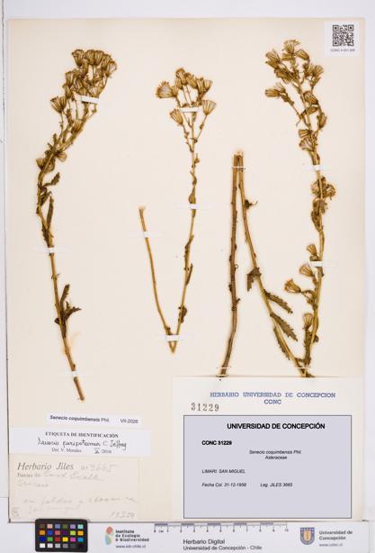 Senecio coquimbensis [Espécimen: ]
