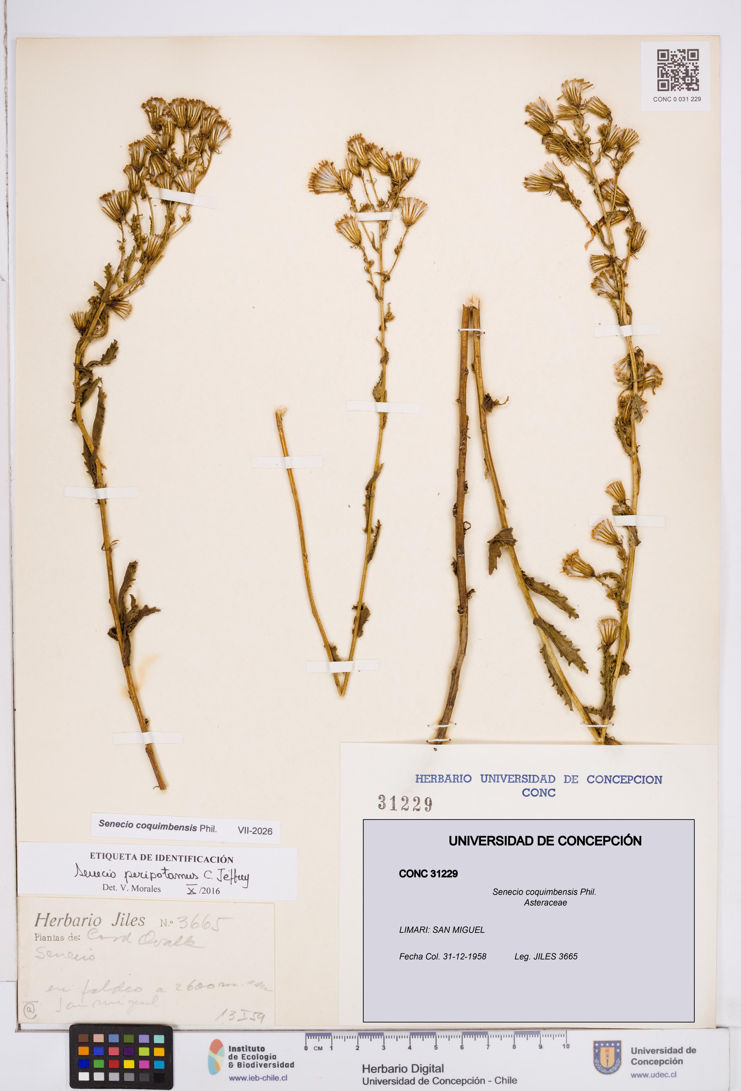 Senecio coquimbensis [Espécimen: ]