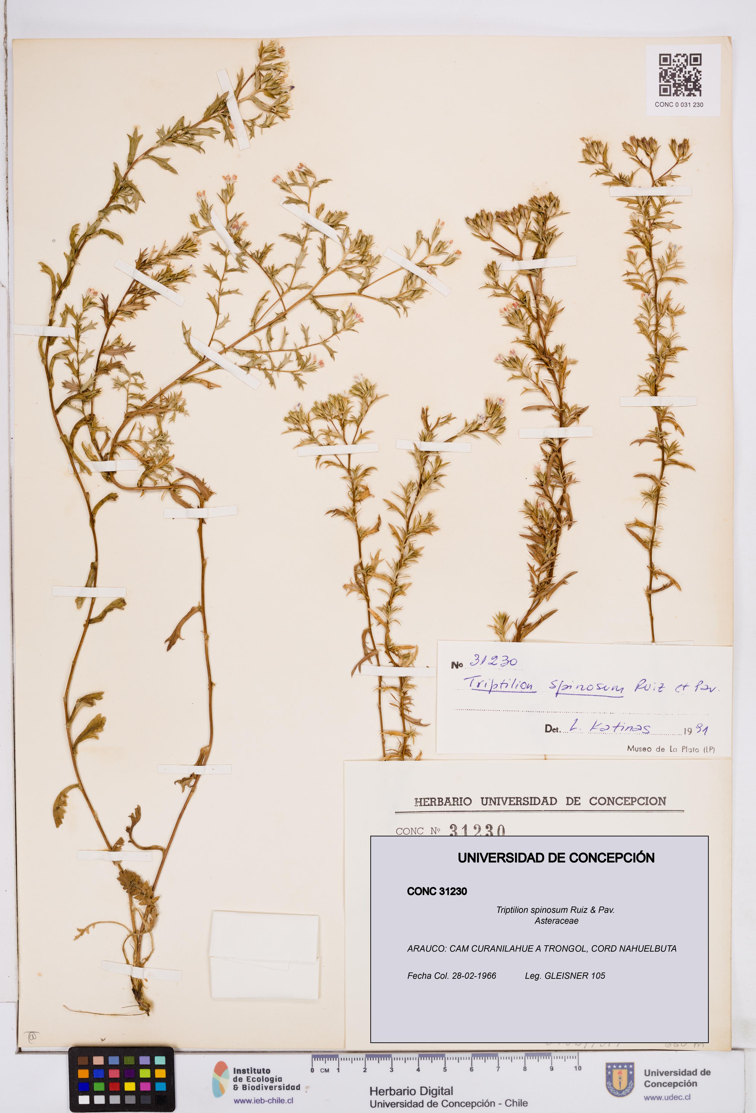 Triptilion spinosum [Espécimen: ]
