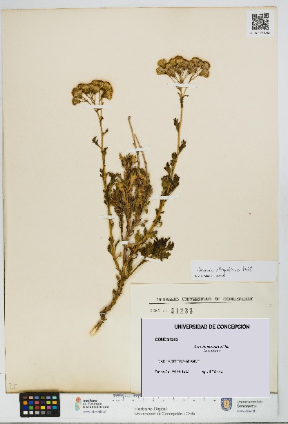 Senecio illapelinus [Espécimen: UDEC:CONC:0031233]