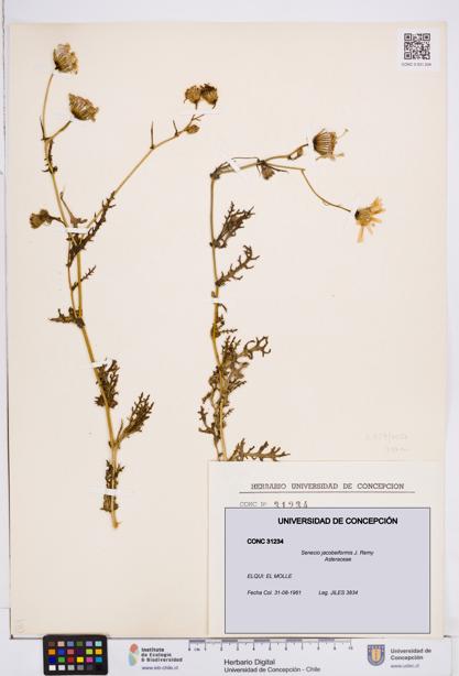 Senecio jacobeiformis [Espécimen: ]