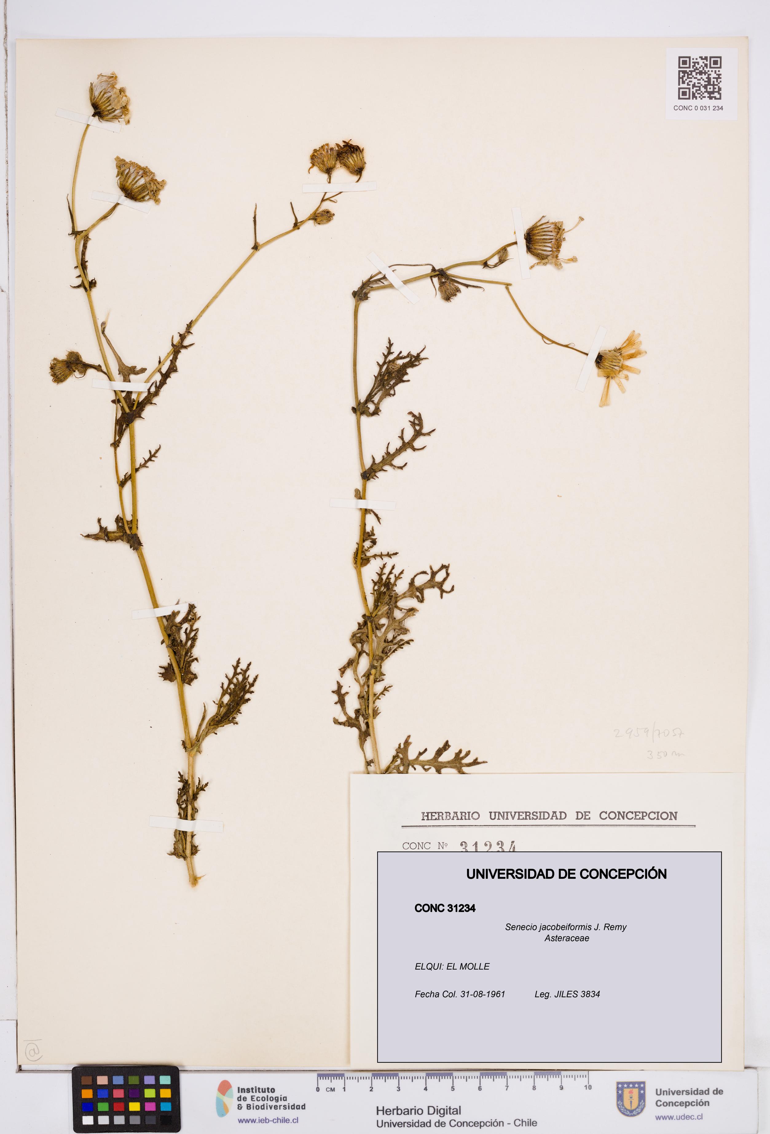 Senecio jacobeiformis [Espécimen: ]