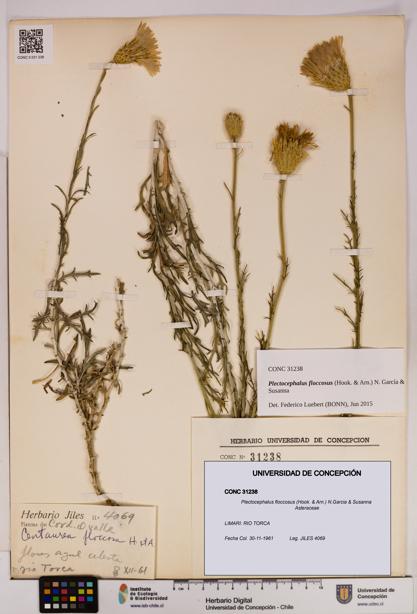 Plectocephalus floccosus [Espécimen: UDEC:CONC:0031238]