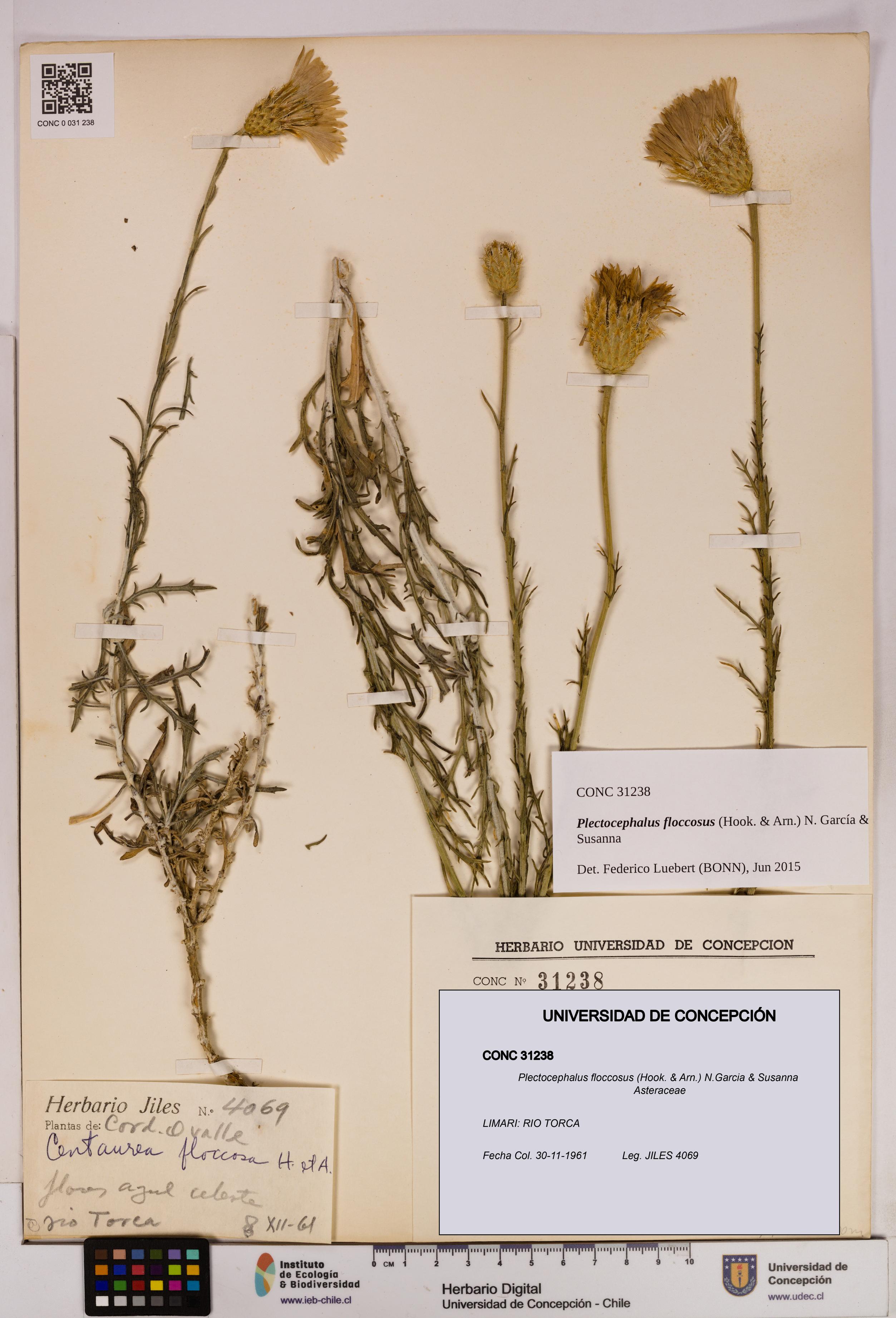 Plectocephalus floccosus [Espécimen: UDEC:CONC:0031238]