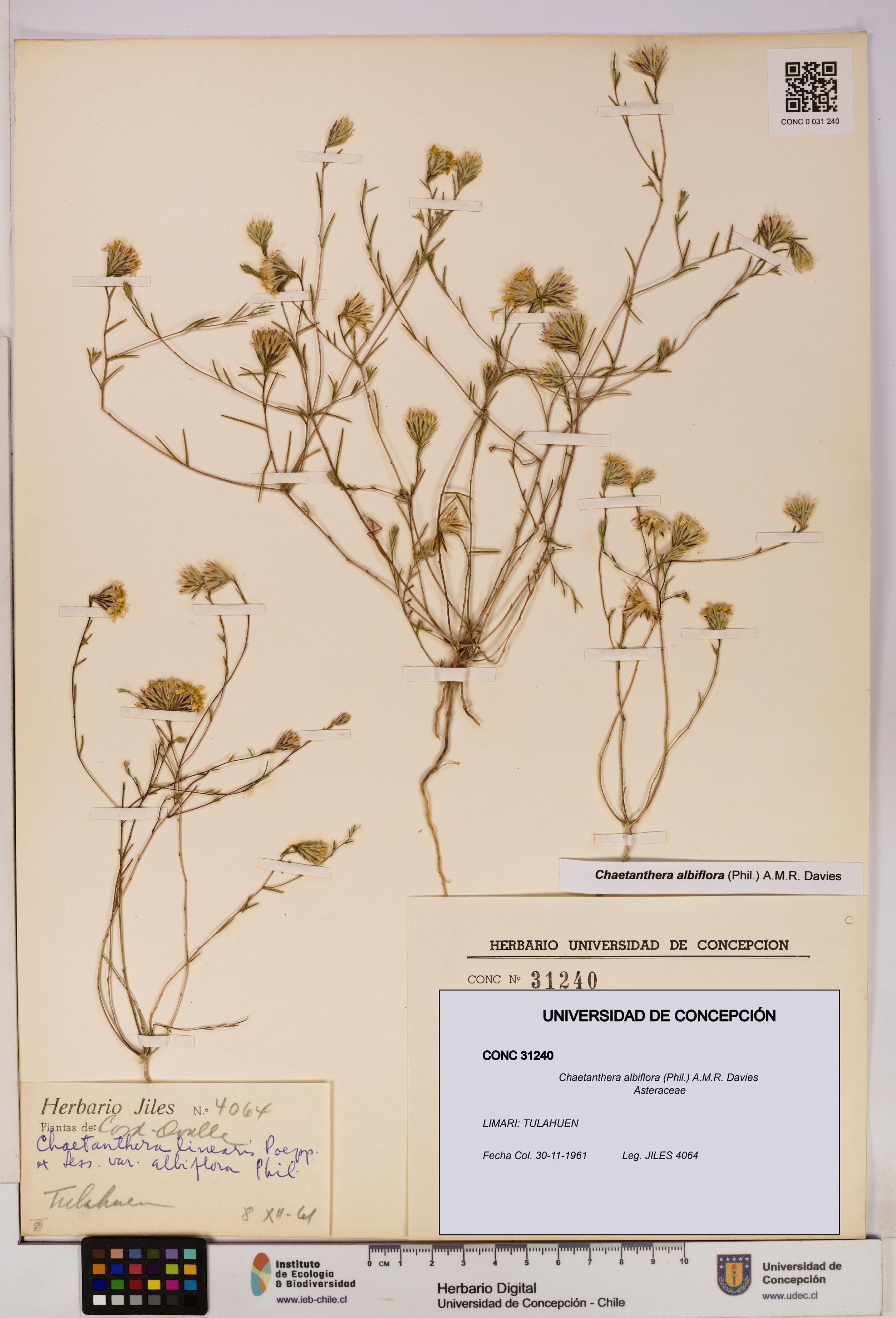 Chaetanthera albiflora [Espécimen: UDEC:CONC:0031240]