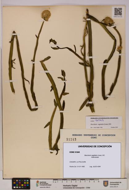 Baccharis sagittalis [Espécimen: UDEC:CONC:0031243]