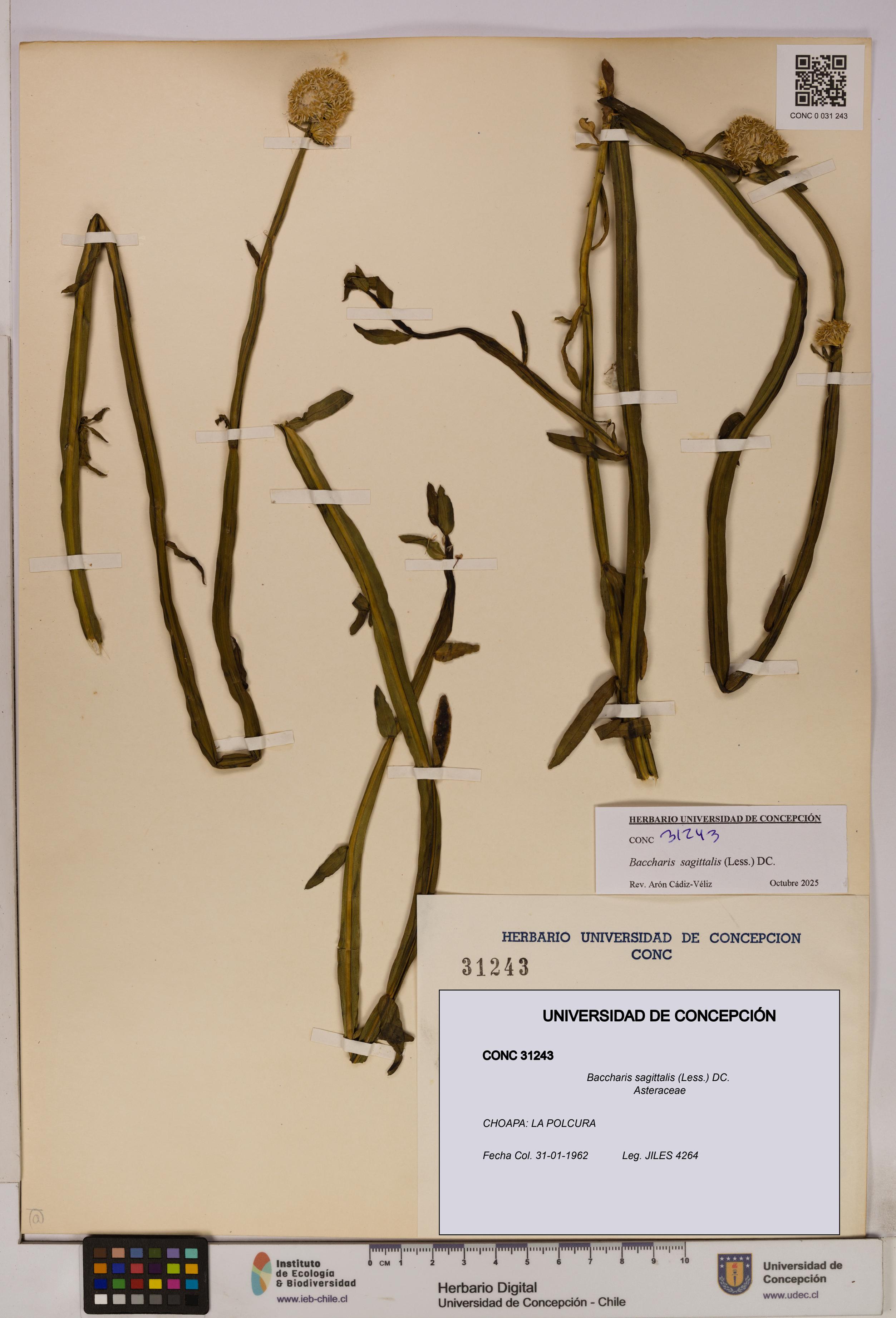 Baccharis sagittalis [Espécimen: UDEC:CONC:0031243]