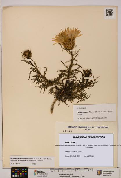 Plectocephalus chilensis var. brevilobus [Espécimen: ]