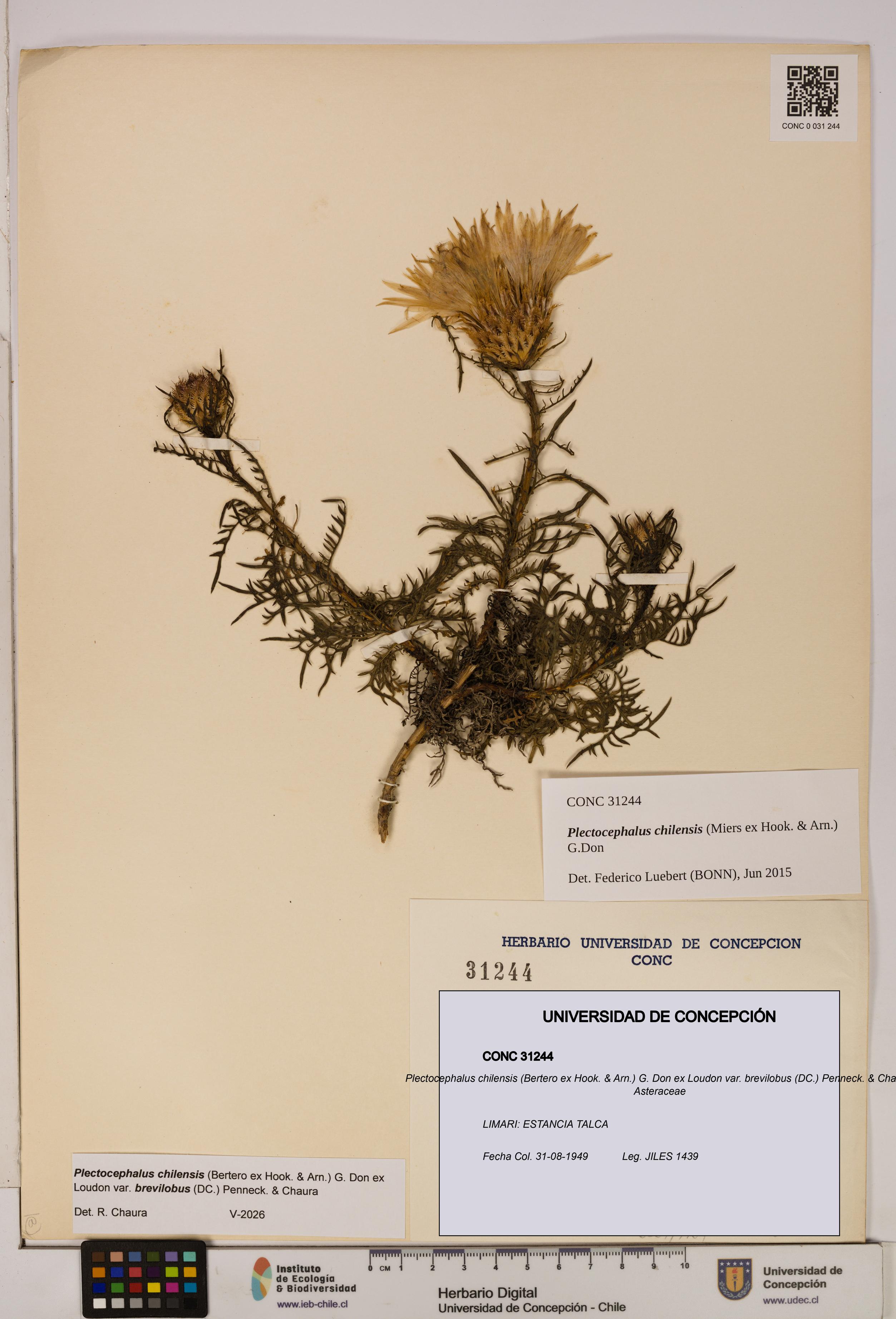 Plectocephalus chilensis var. brevilobus [Espécimen: ]
