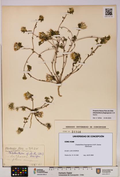 Chaetanthera frayjorgensis [Espécimen: UDEC:CONC:0031246]