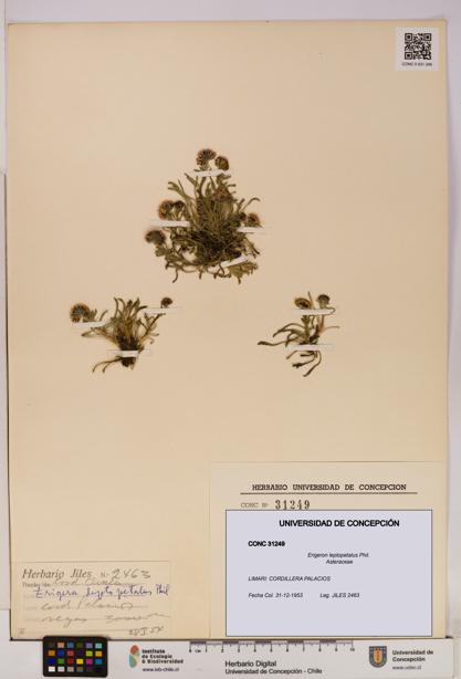 Erigeron leptopetalus [Espécimen: UDEC:CONC:0031249]